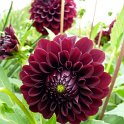 Dahlia x 'Black Diamant' fleur